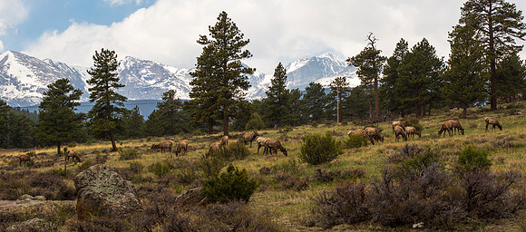 Back Yard Elk
