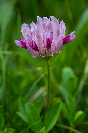 Parry's Clover - Trifolium Parryi