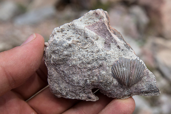Fossilized Brachiopod