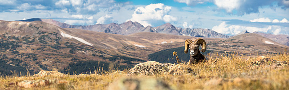 Ram in the Sun Panorama