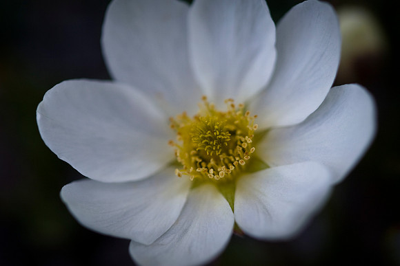 White Mountain Aven (1)