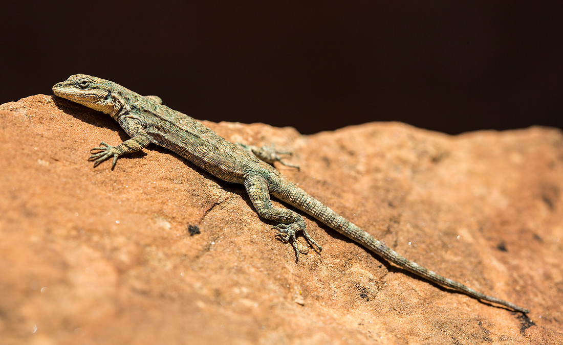 Lizard Full