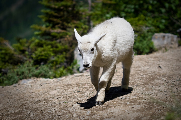 Baby Goat