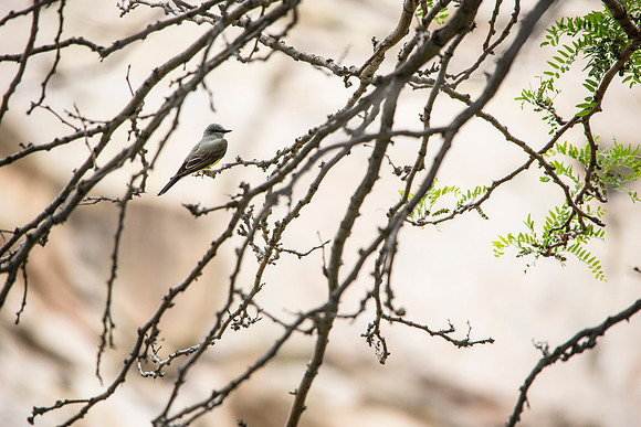 Western Kingbird - Tyrannus verticalis