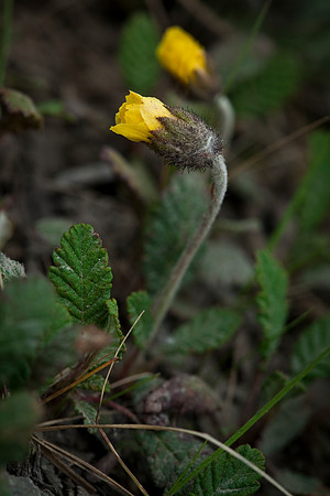 Yellow Dryas - Dryas drummondii