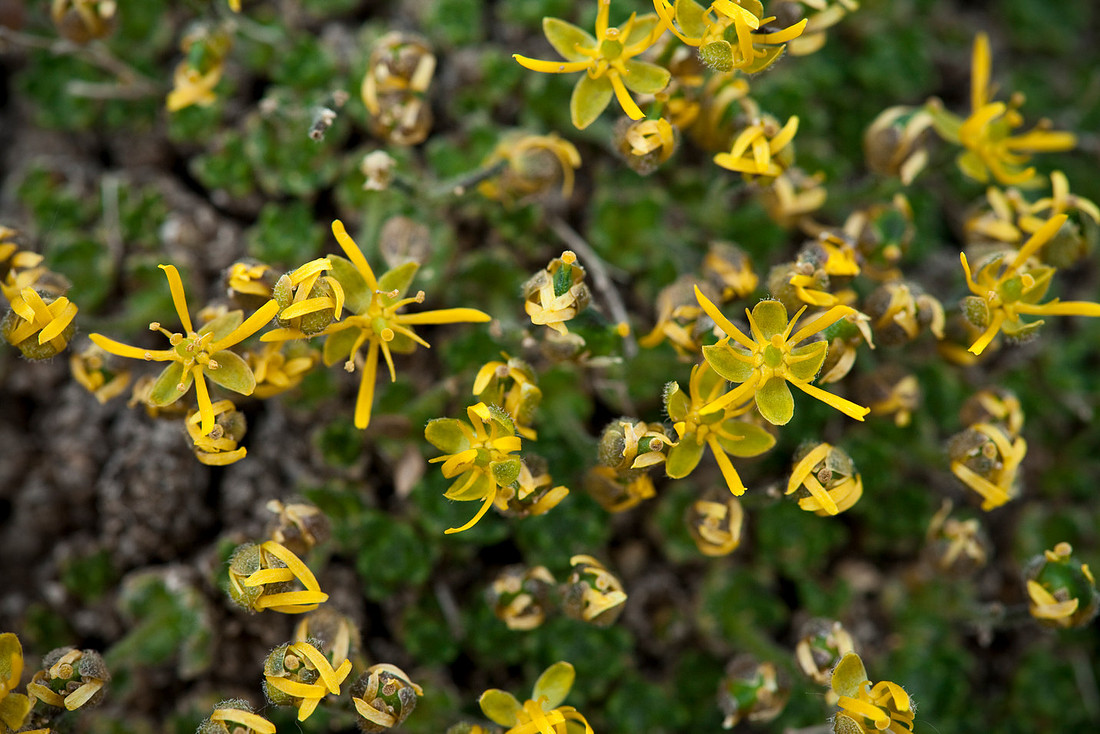 Anadyr Draba - Draba stenopetala