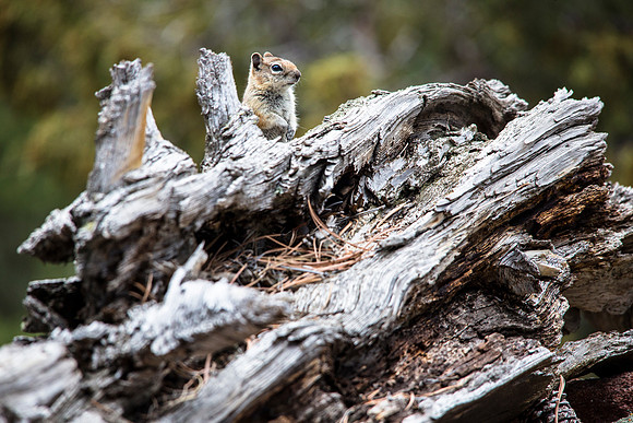 Golden-mantled Groundsquirrel