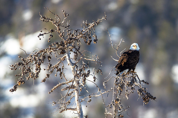 Bald Eagle in Lamar Valley