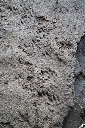 River Otter Tracks