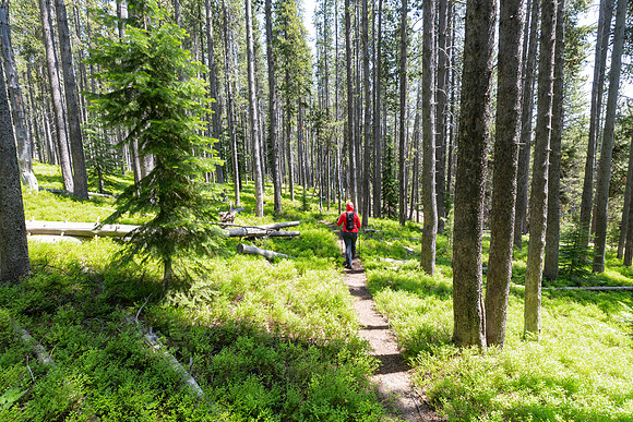 Hiker along the North Shore Shoshone Lake Trail