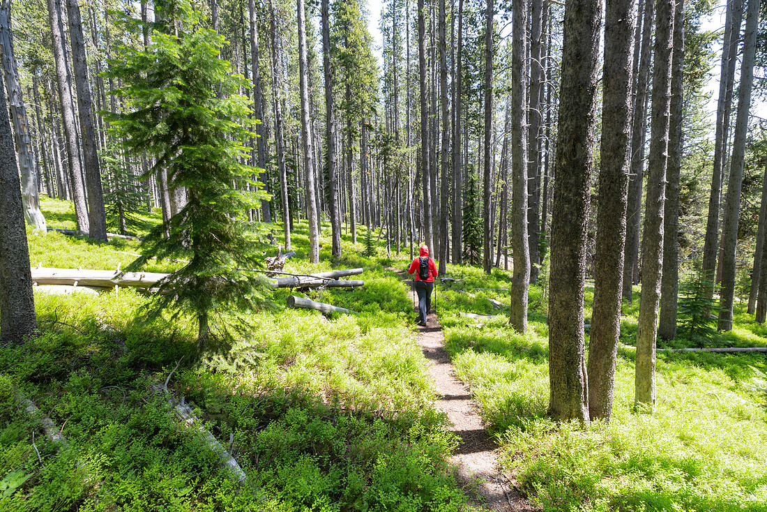 Hiker along the North Shore Shoshone Lake Trail