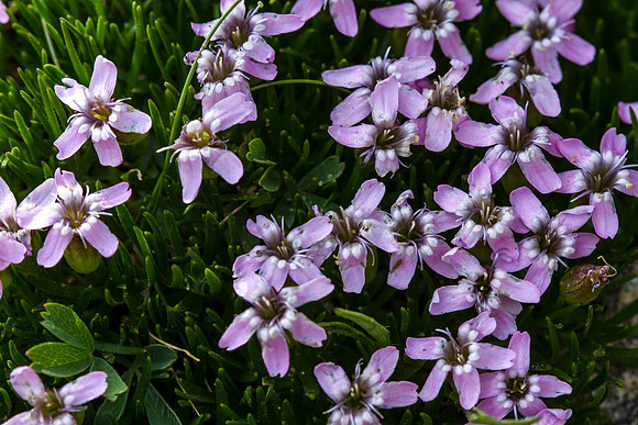 Moss Campion - Silene acaulis
