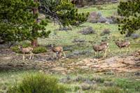 Backyard Deer