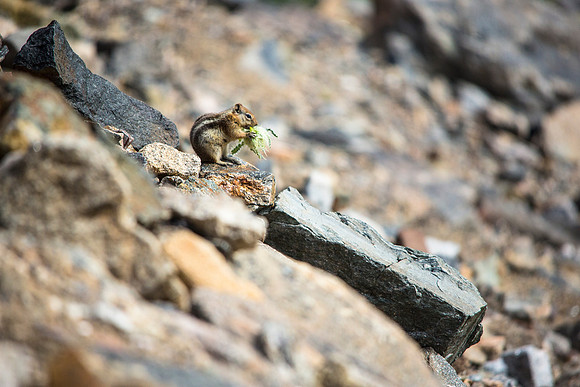 Golden-mantled Ground Squirrel