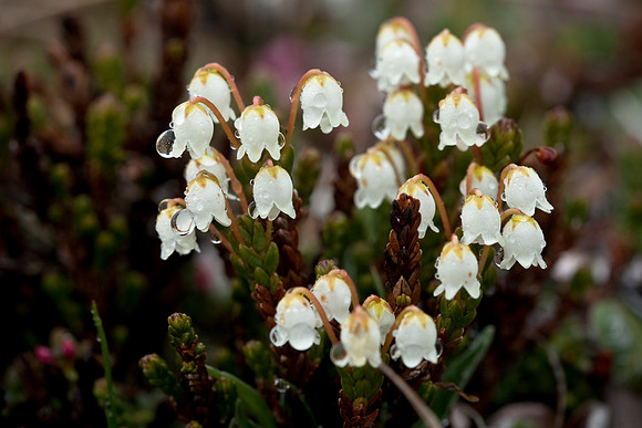Bell Heather - Cassiope tetragona