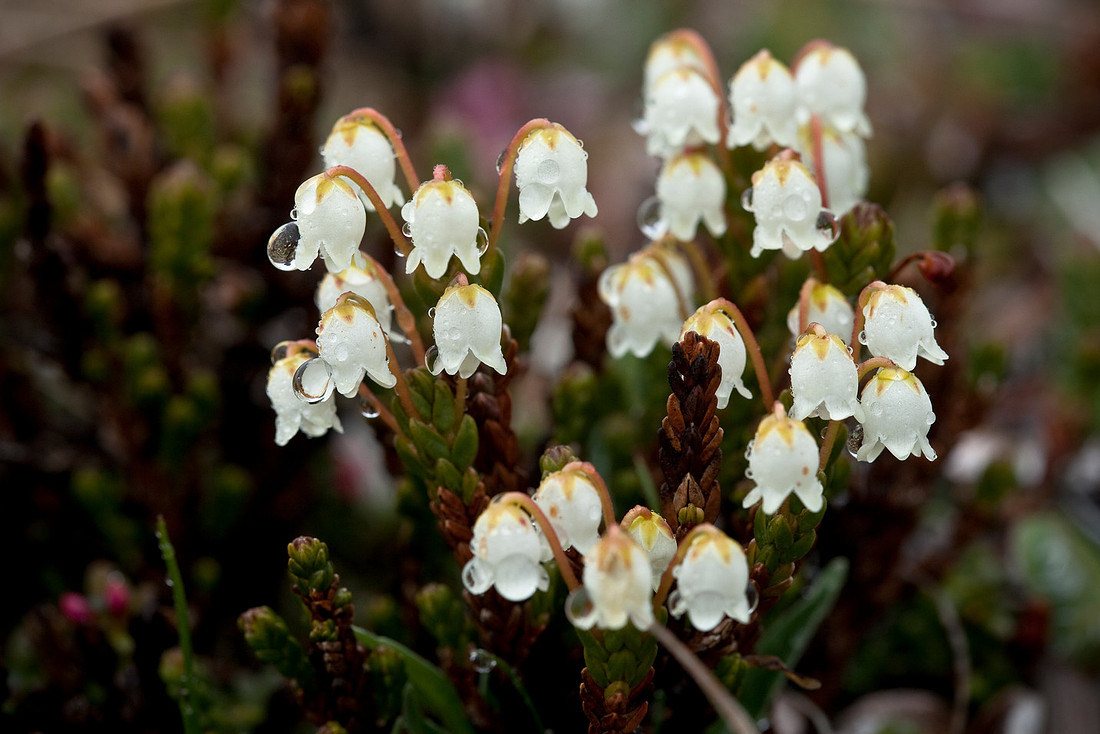 Bell Heather - Cassiope tetragona