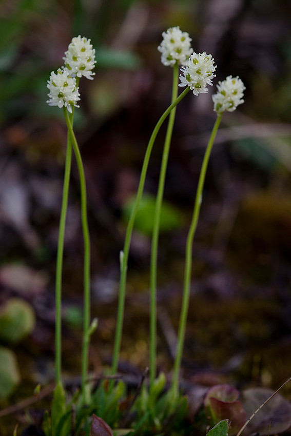 False Asphodel - Tofieldia coccinea