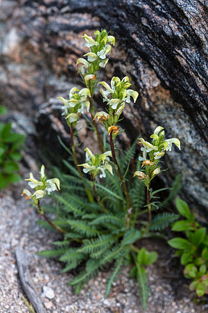 Alpine Lousewort - Pedicularis paryii
