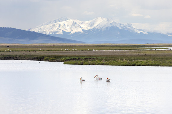 American White Pelicans (Pelecanus erythrorhynchos) and Garfield