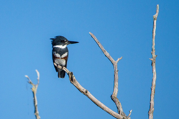 Belted King Fisher