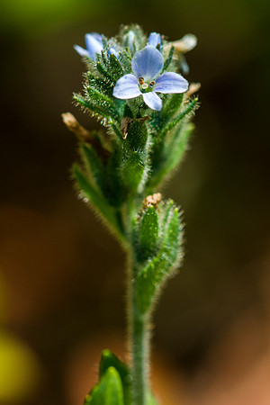Alpine Veronica - Veronica alpina