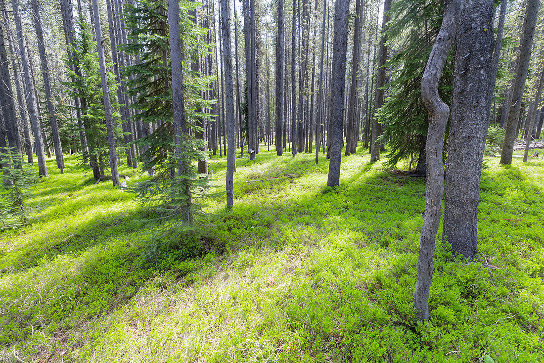 Foest views along the North Shore Shoshone Lake Trail