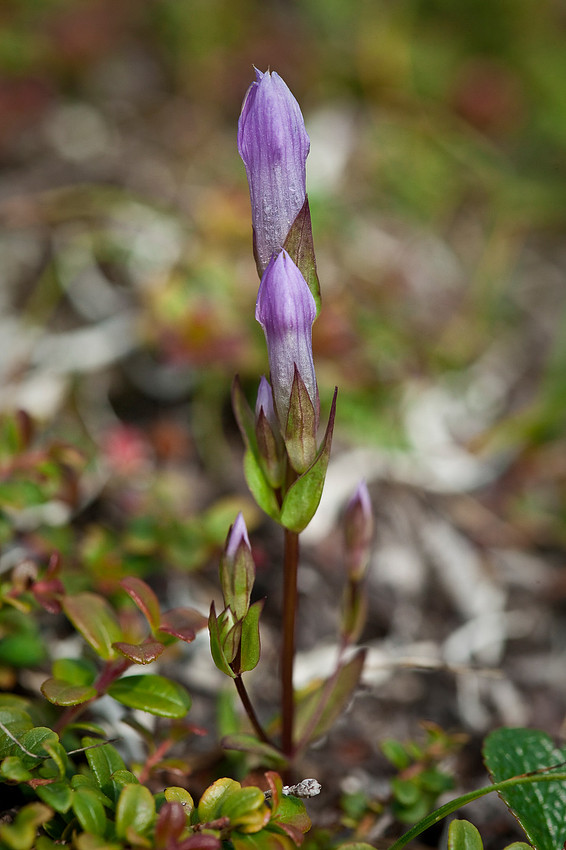 Four-parted Gentian - Gentianella propinqua