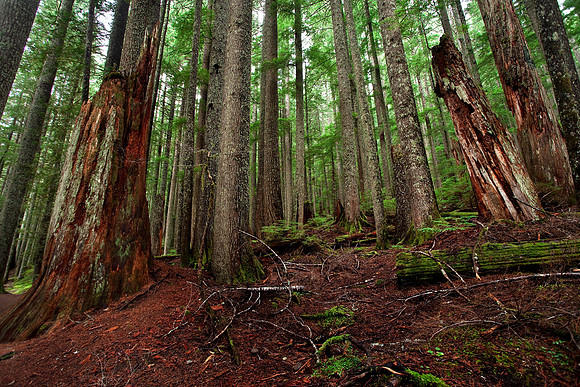 The Understory