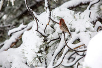 Singing House Finch