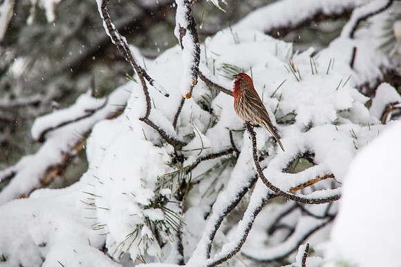 Singing House Finch