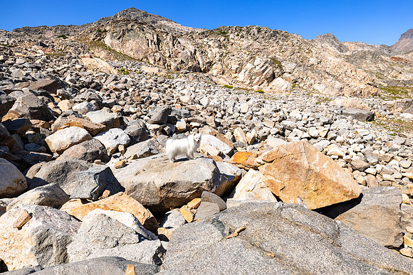 CGNF, AB Wilderness: hiking west of Cladocera Lake (4)