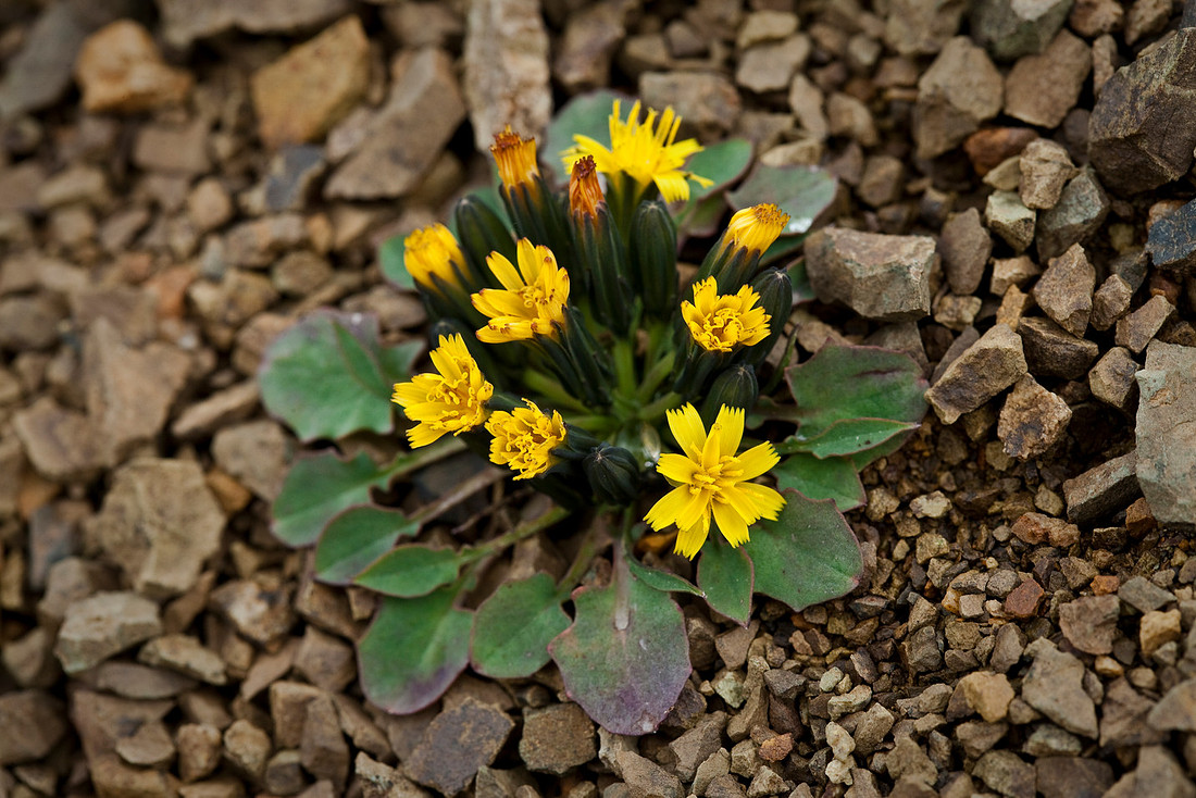 Alpine Hawk's Beard - Crepis nana
