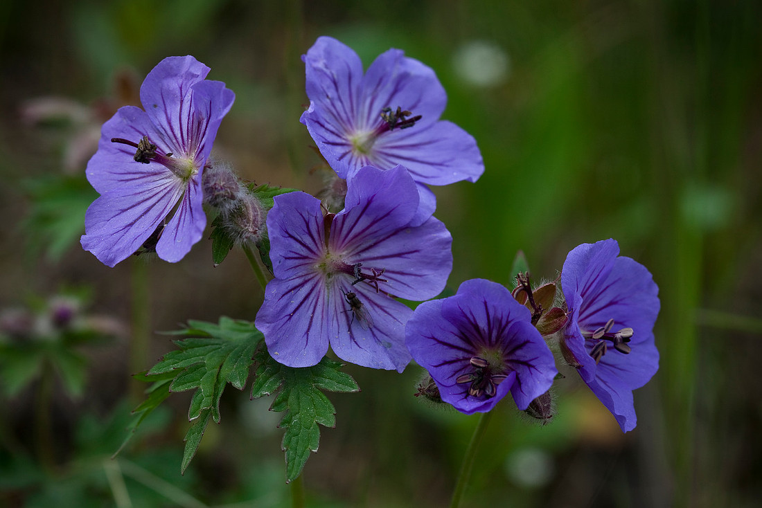Wild Geranium - Geranium erianthum