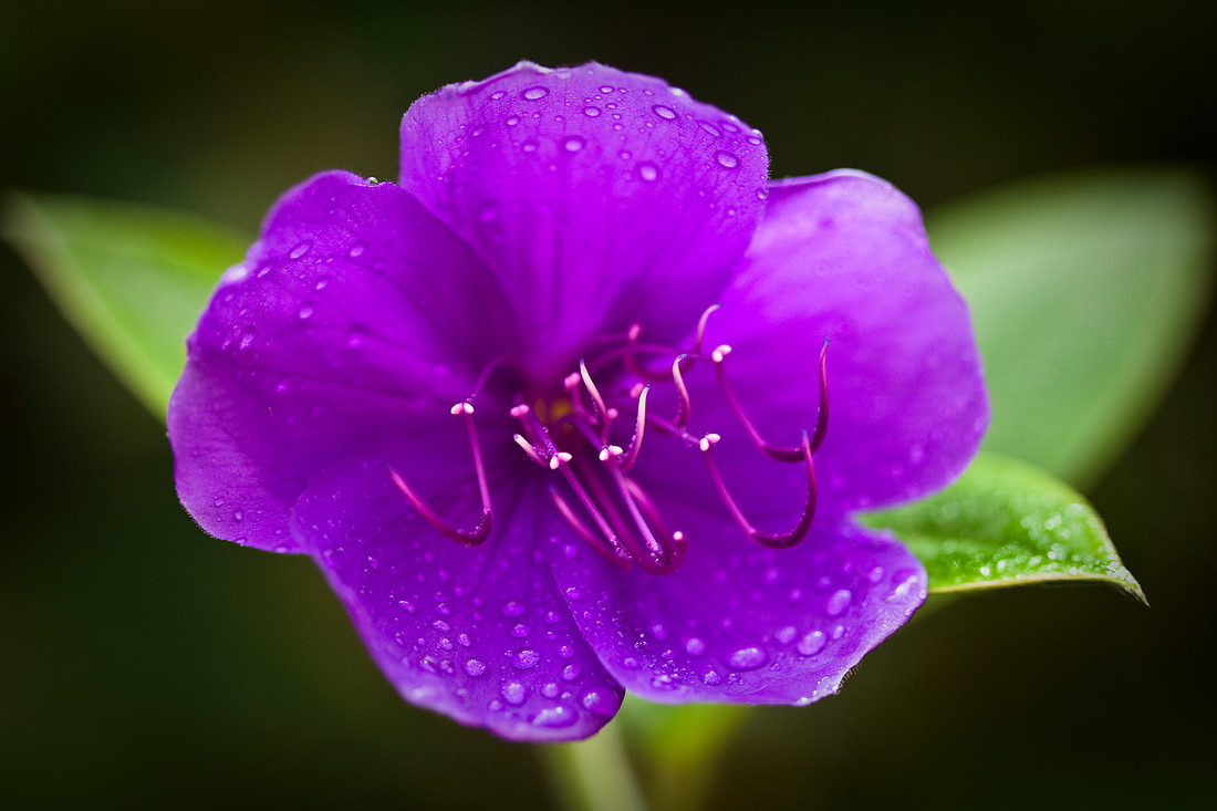 Glory Bush