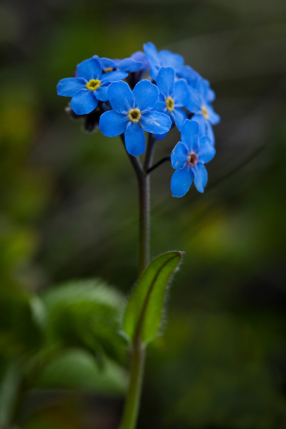 Alpine Forget-me-not - Myosotis alpestris