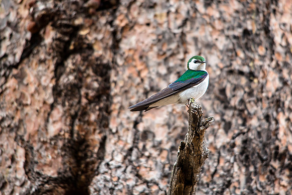 Violet Green Swallow - Tachycineta thalassina