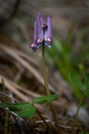 Few-Flowered Corydalis - Corydalis pauciflora