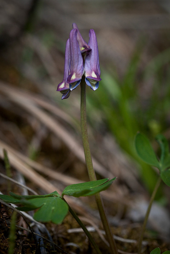 Few-Flowered Corydalis - Corydalis pauciflora