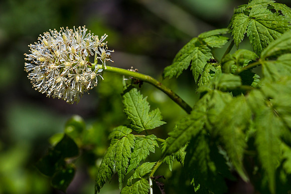 Baneberry - Actea rubra