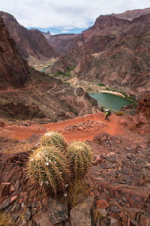 Cactus Along the South Kaibab