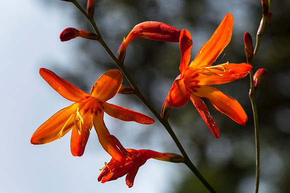 Montbretia - Crocosmia x crocosmiflora