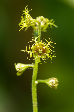 Five-stamened Mitrewort - Mitella pentandra