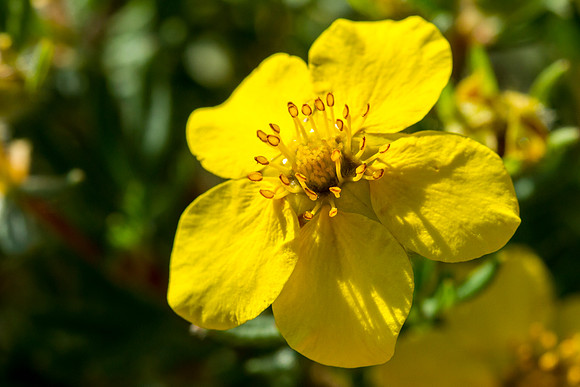 Shrubby Cinquefoil - Pontentilla fruticosa