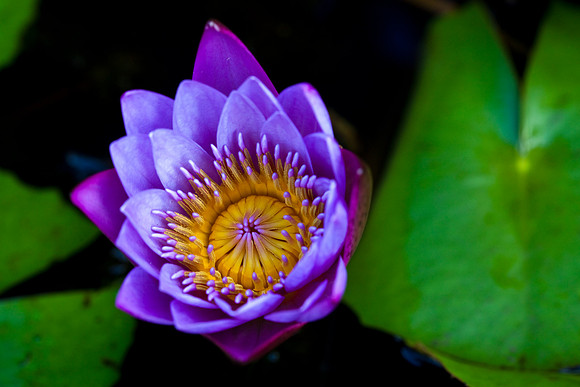 Water Lily