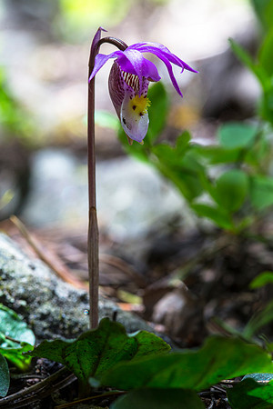 Calypso Orchid (3) - Calypso bulbosa