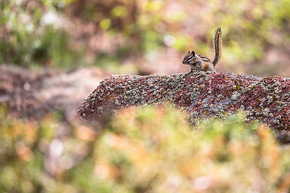 Chipmunk