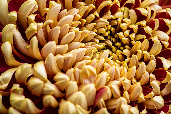 St. Tropez Class 5 - Chrysanthemum sp.
