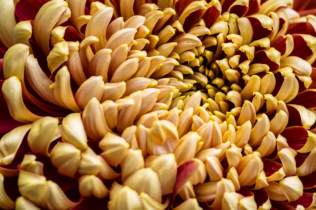 St. Tropez Class 5 - Chrysanthemum sp.