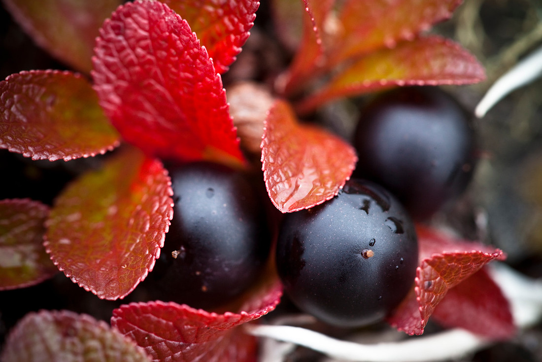 Alpine Bearberry