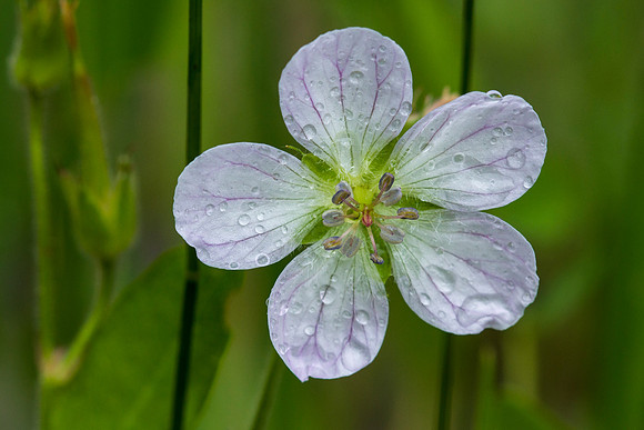 White Geranium - Geranium richardsonii